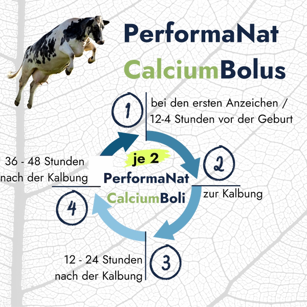 CalciumBolus. Infografik zur Eingabe.