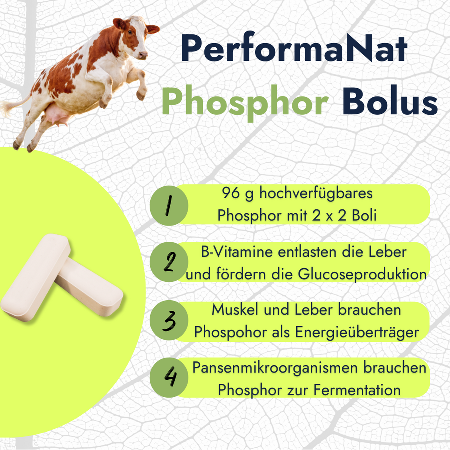 PhosphorBolus (12er Packung)