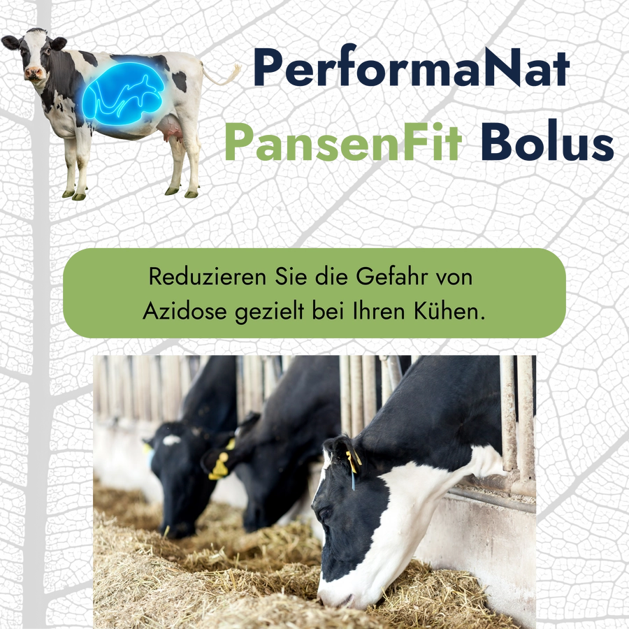 Pansenfit Bolus Infografik. Reduziert Gefahr von Azidose.