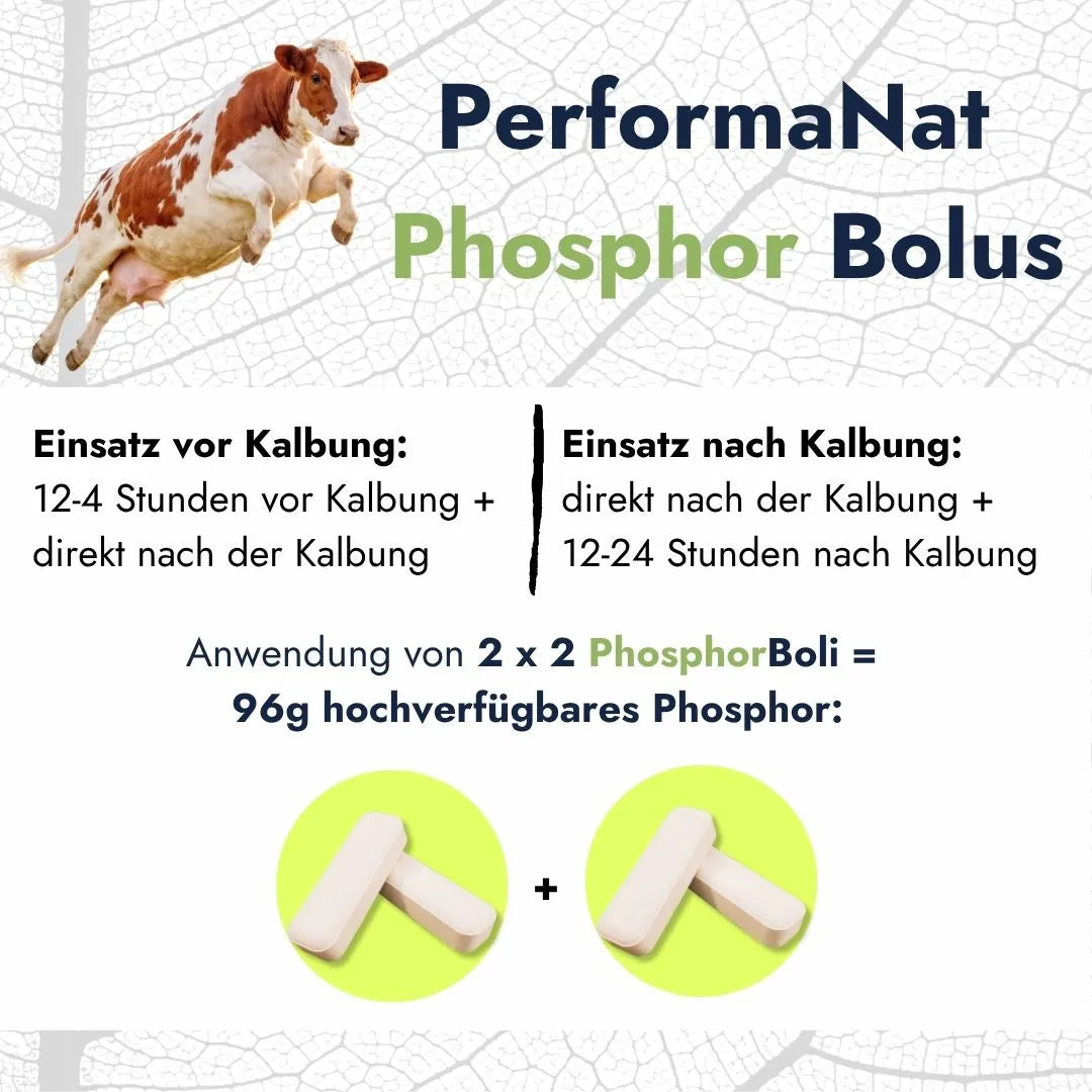 PhosphorBolus (12er Packung)