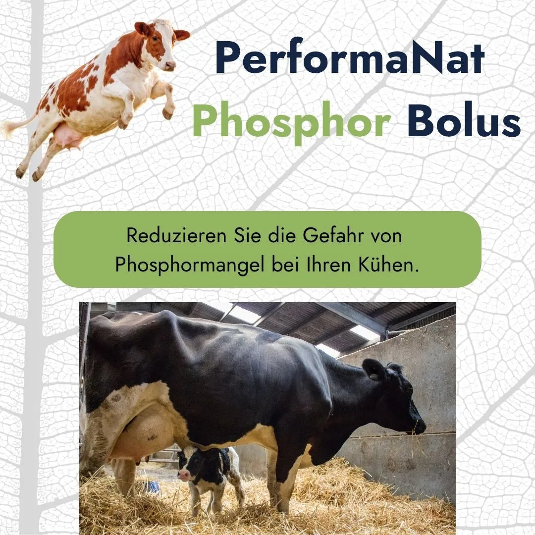 PhosphorBolus (12er Packung)