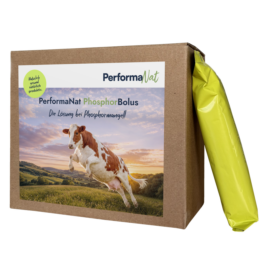PhosphorBolus (12er Packung)
