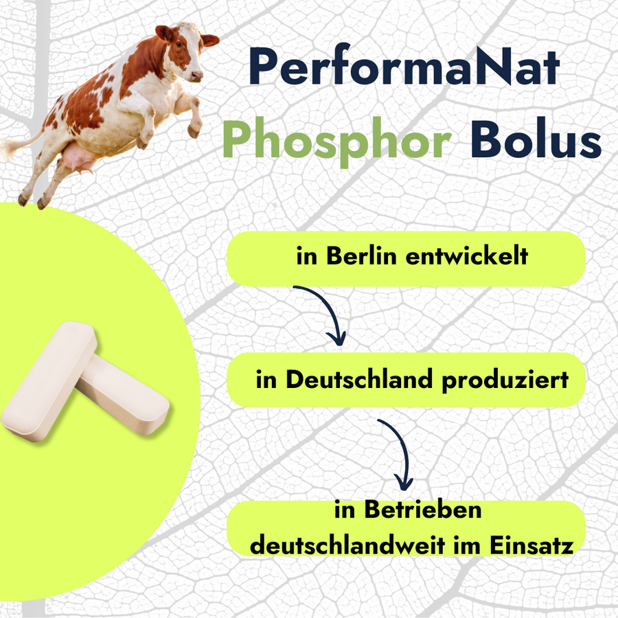 PhosphorBolus (12er Packung)