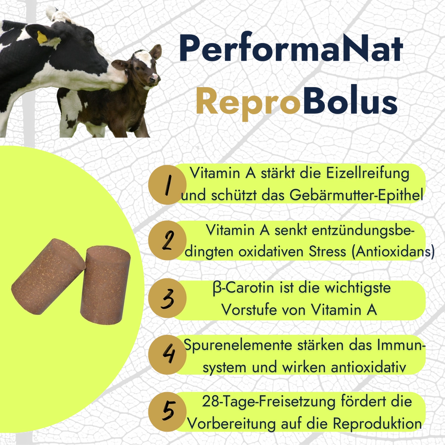 ReproBolus Infografik. Vorteile vom ReproBolus.