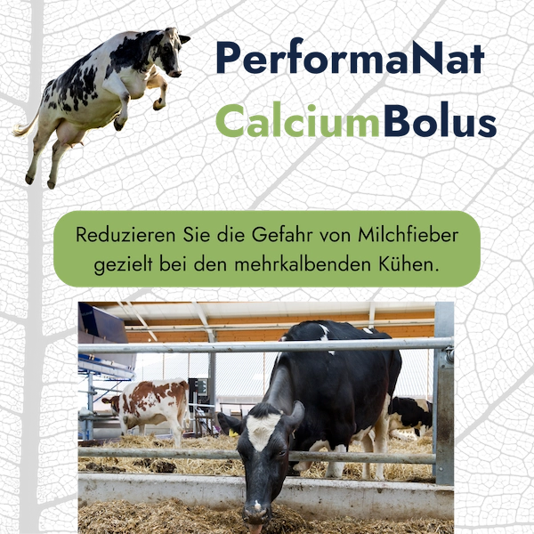 CalciumBolus Infografik. Reduzierung von Milchfieber.